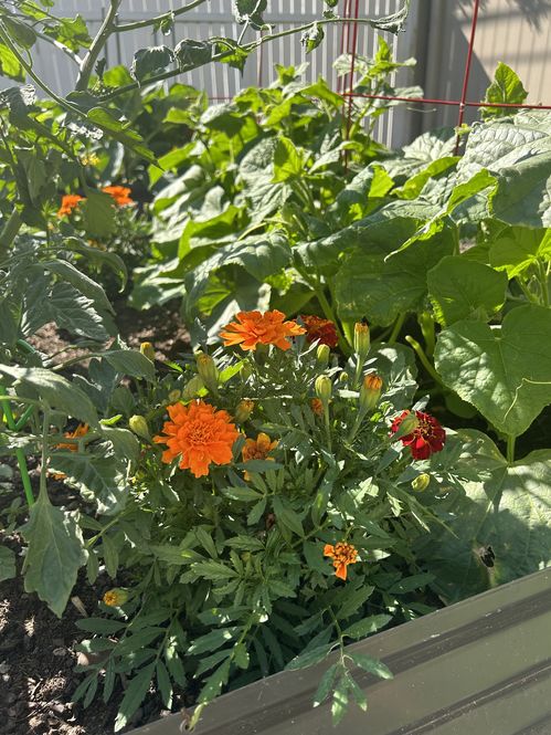 Ian's Marigold's  ©The vibrant marigolds offer a splash of color betwixt the stems of the tomato and broad leaves of the cucumber. 