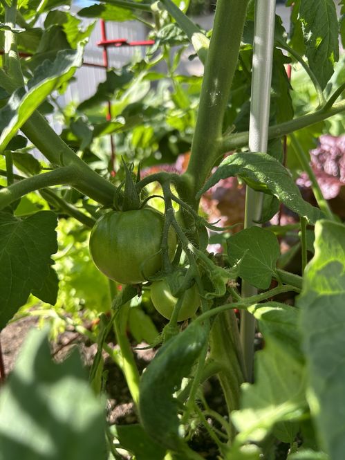 Ian's Tomato Plant ©The tomatoes are coming in nicely 