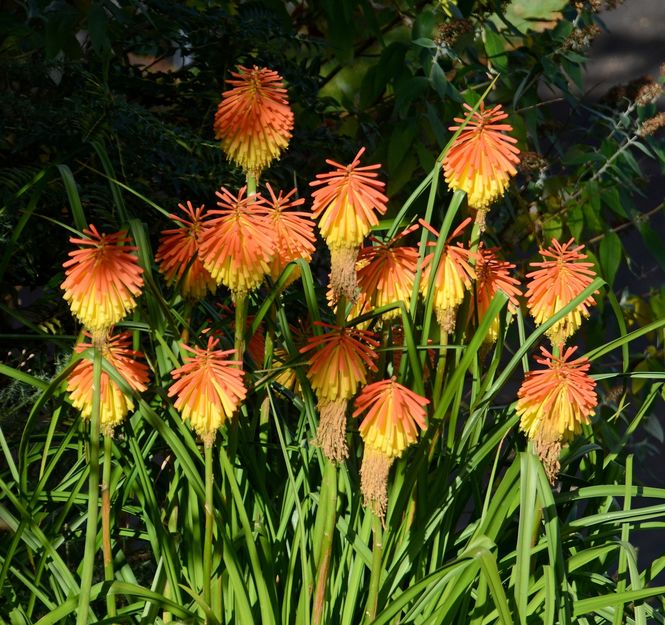 kniphofia-rooperi.jpg ©Maurice Wilkins                                       