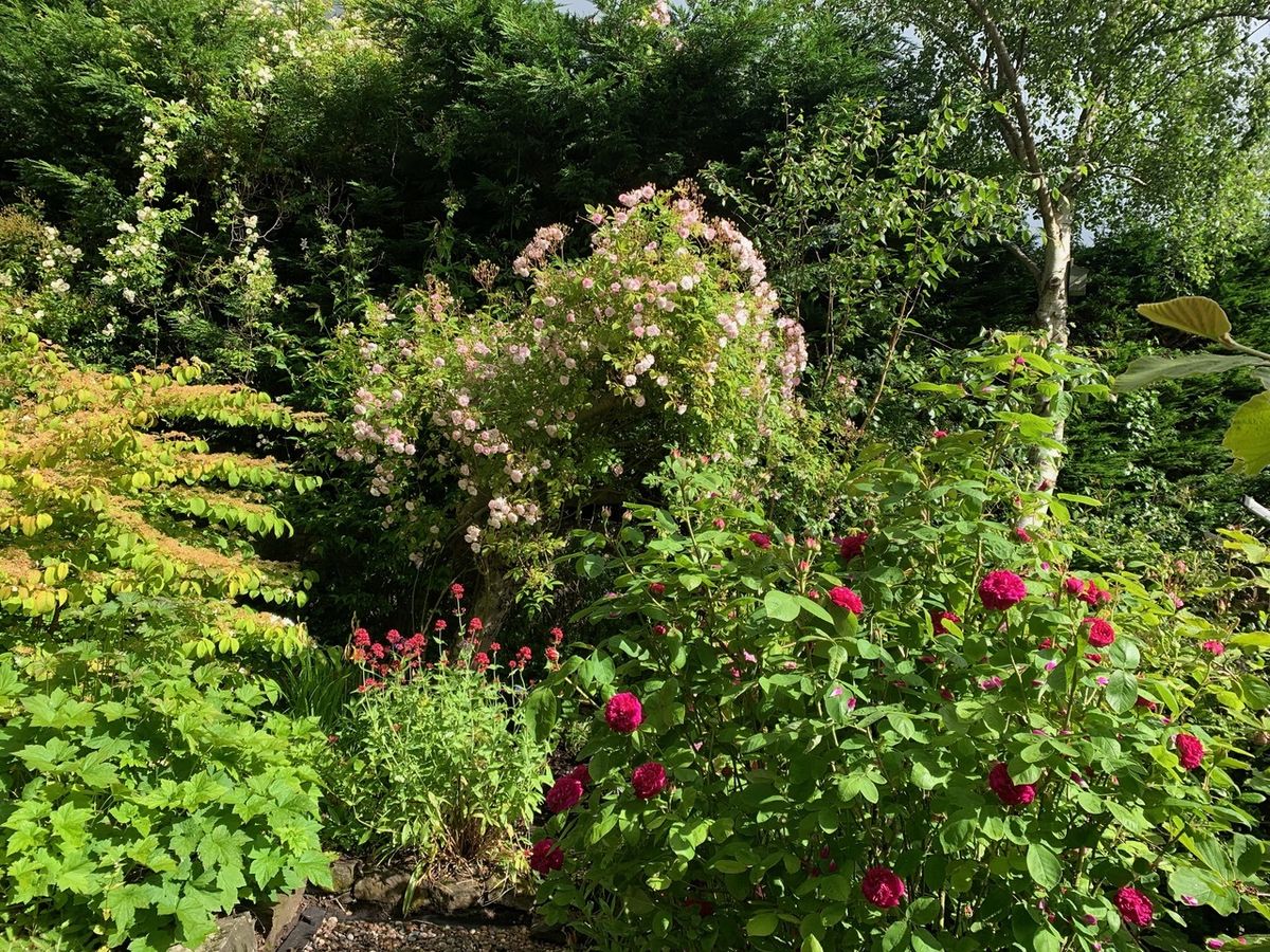 Brechin Gardens in June