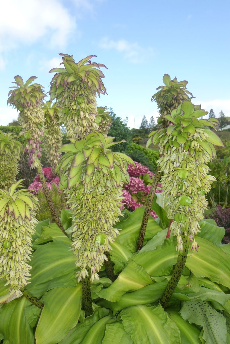 101 Greenbank Crescent: Eucomis