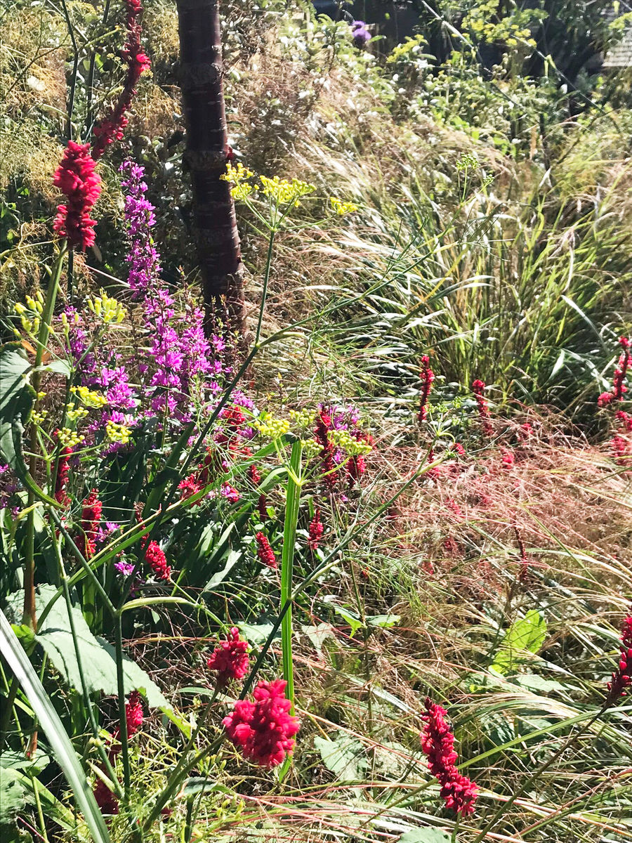 St Bedes Garden