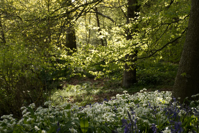 pond-cottage-beechwood-earlier-may-sunlight-greeted-our-every-tree-event-too-picture-tommy-perman.jpeg ©Tommy Perman