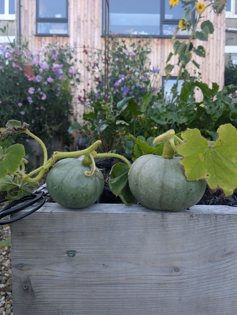 Grow Cook Inspire Garden