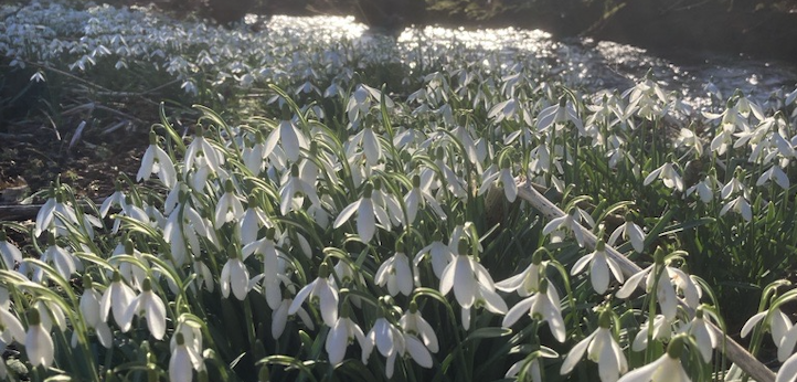 snowdrop landscape.png