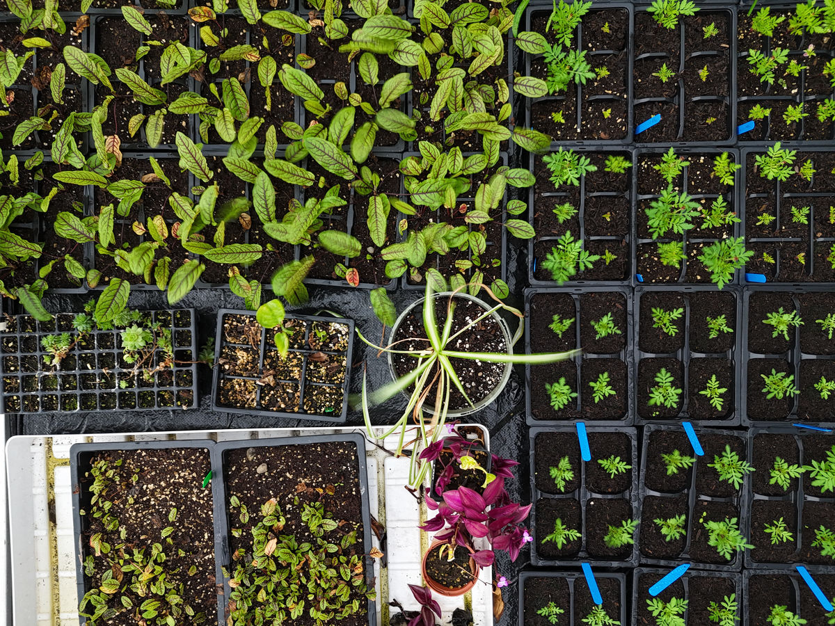 SRUC Edinburgh Glasshouse and Gardens