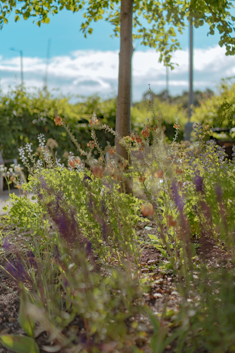 Elsewhere Garden