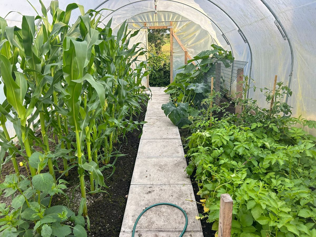 Stobwood Cottage Garden, polytunnel