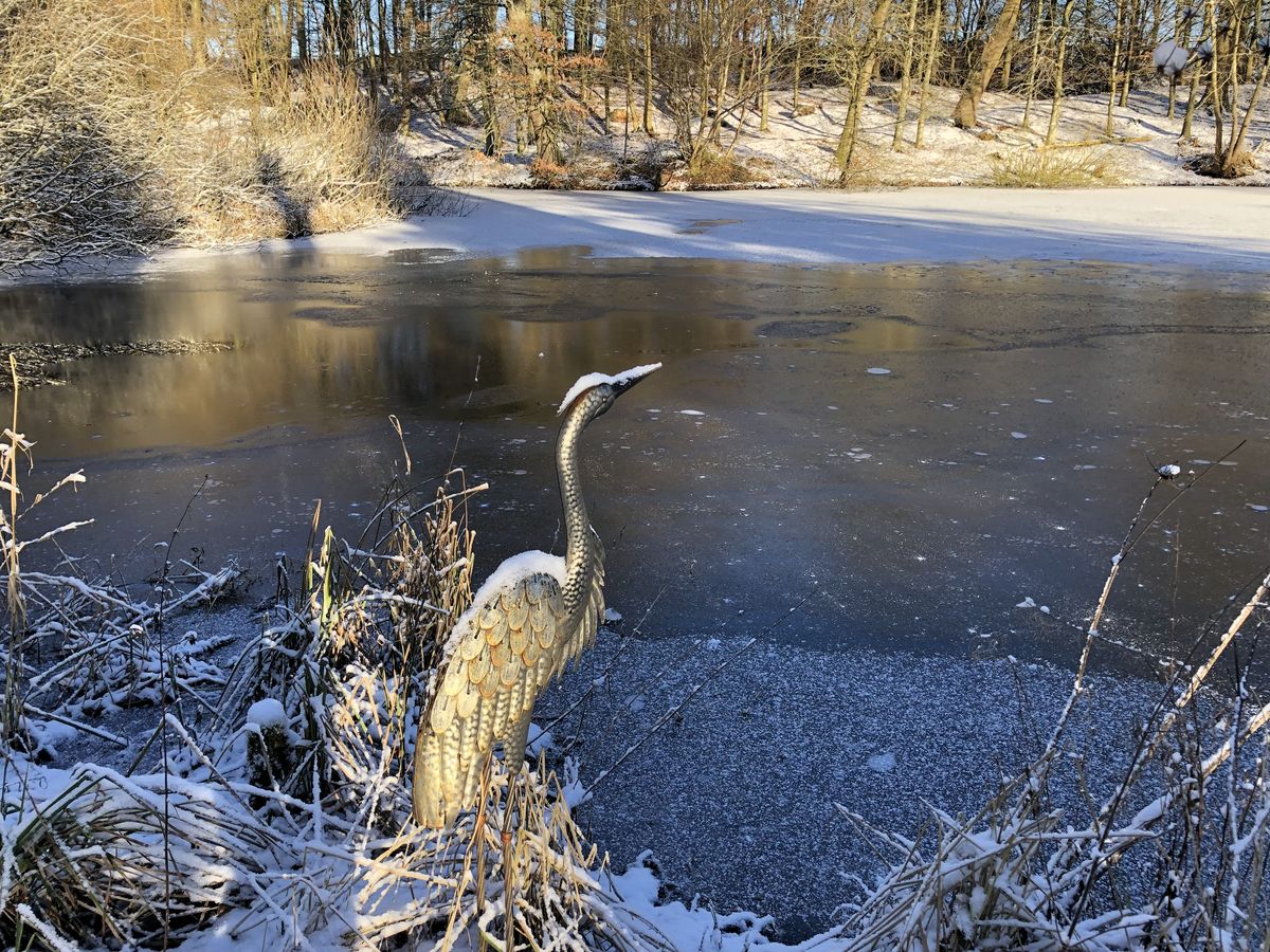 The Pond Garden