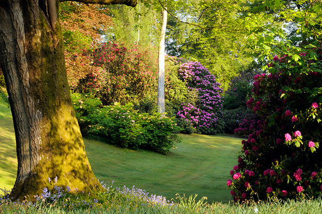 A multitude of rhododendrons at Dalswinton House