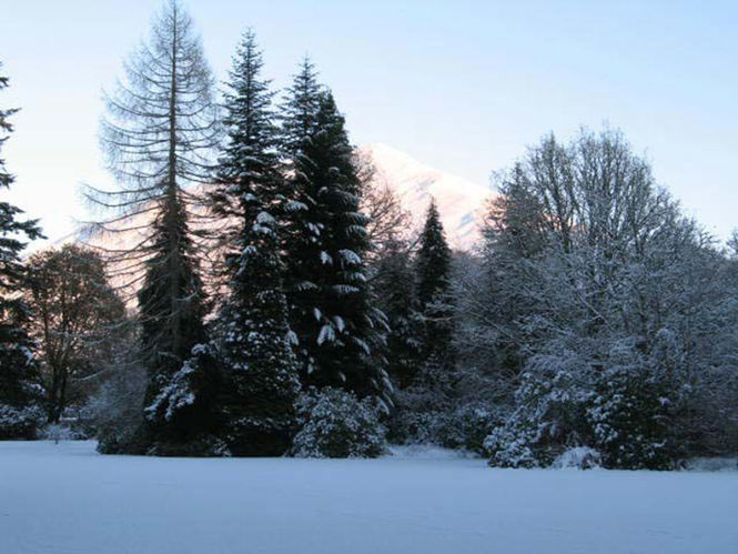 Ardkinglas Woodland Garden Gardens to visit in Scotland in February