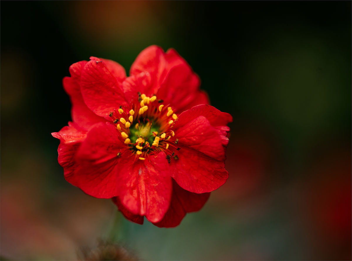 River Garden, The Restoration of Auchincruive