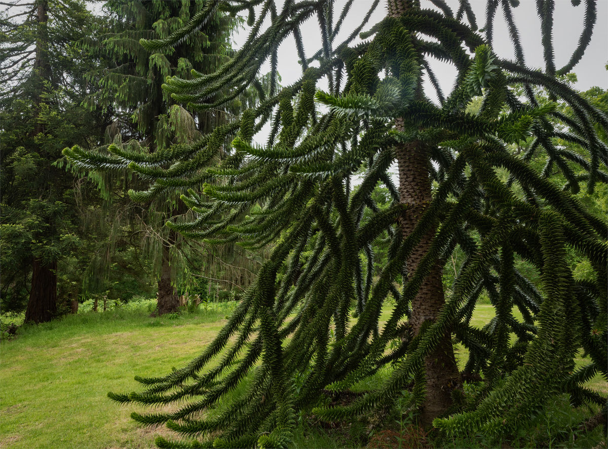 River Garden, The Restoration of Auchincruive