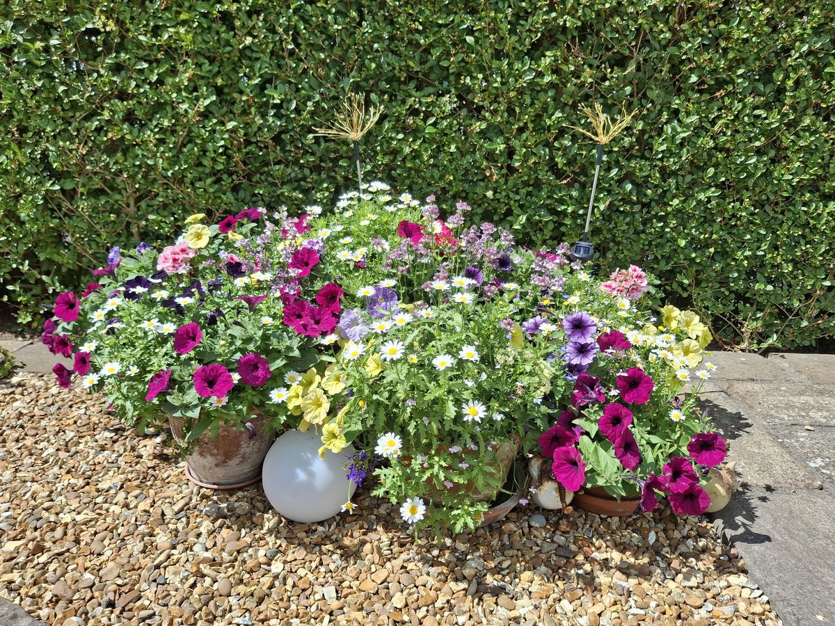 Pentland Crescent Gardens