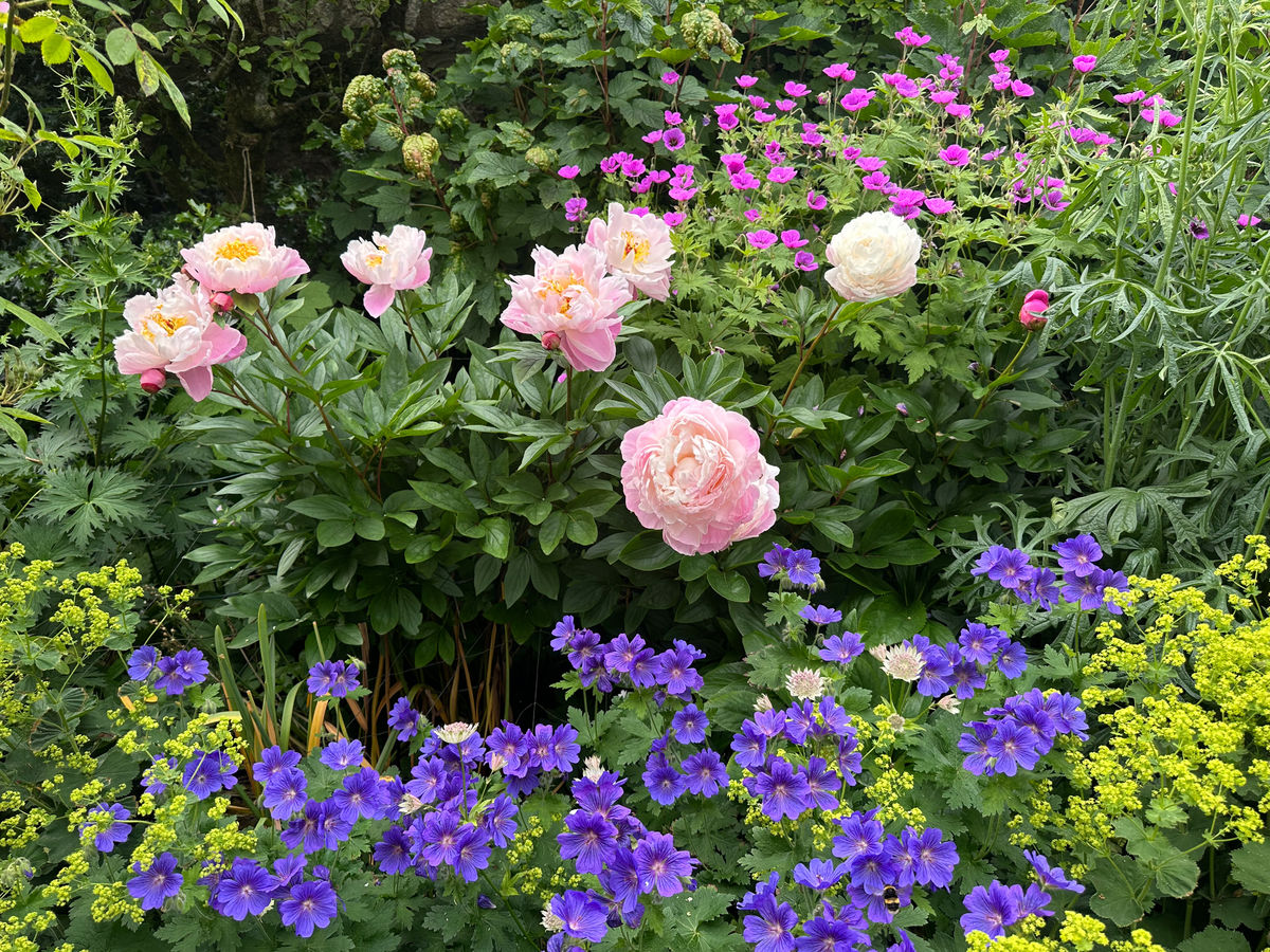 Parkvilla - peony border