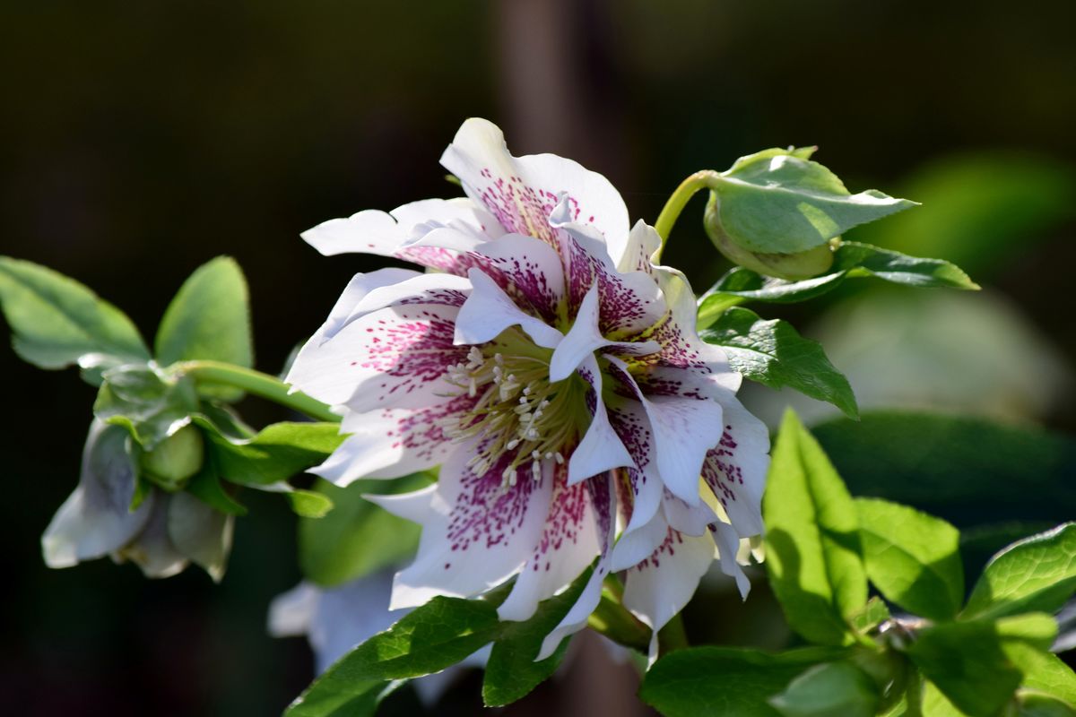 1 Alburne Park hellebores