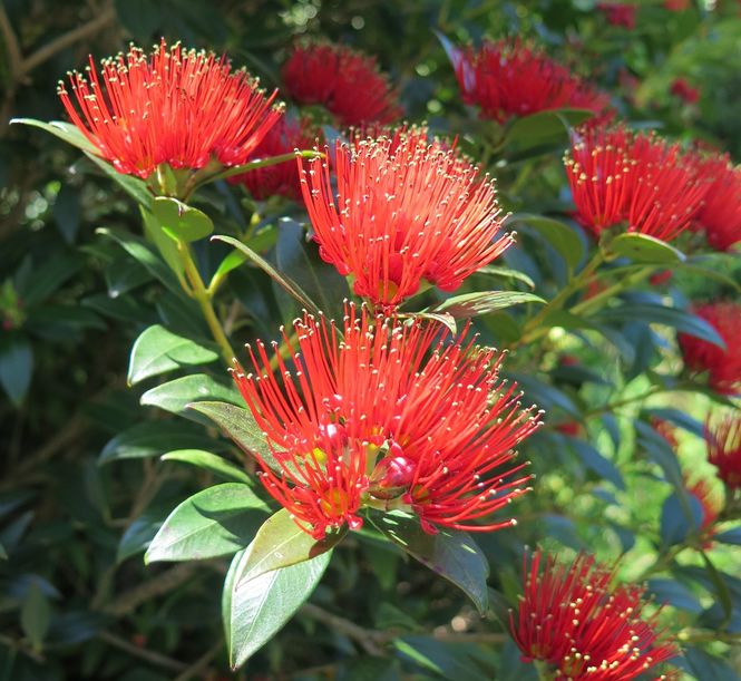 32-metrosideros-umbellata.jpg