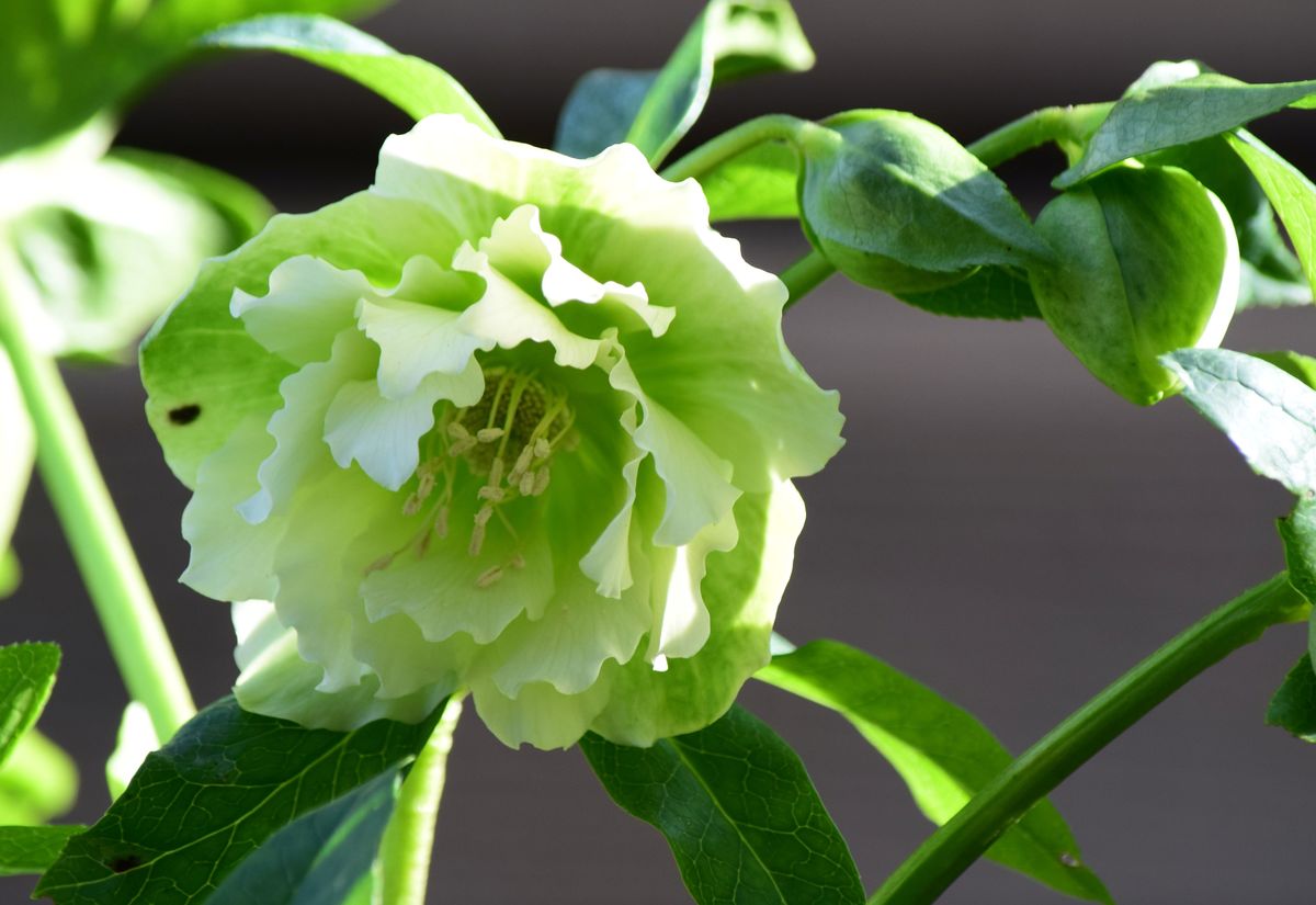 1 Alburne Park hellebores