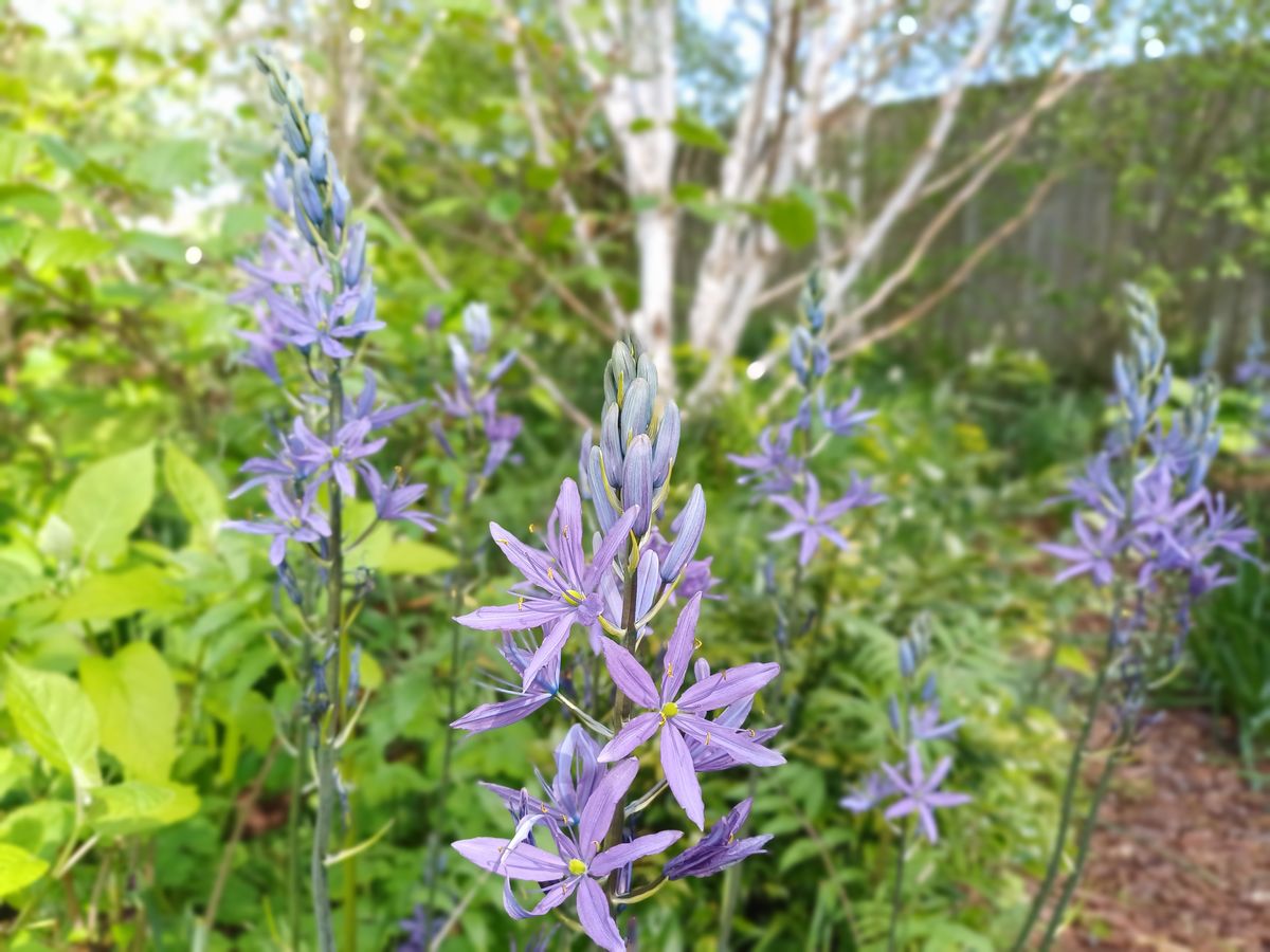 Horatio's Garden Scotland