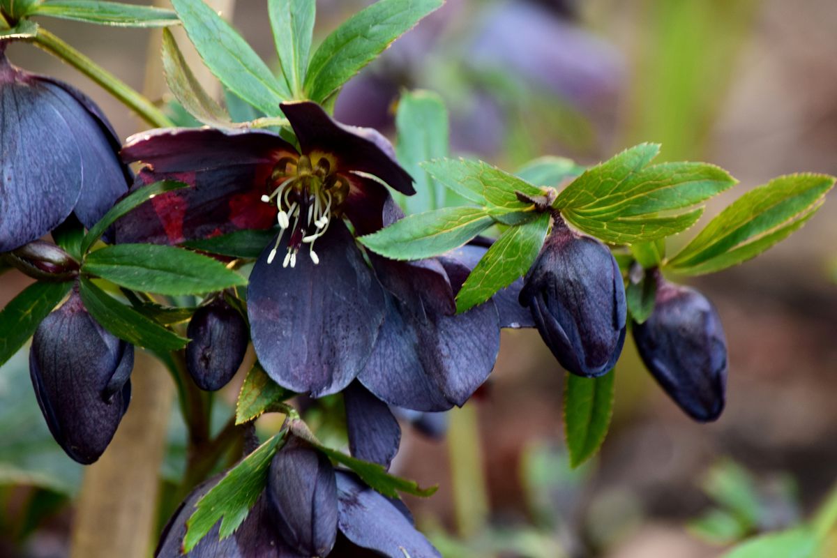 1 Alburne Park hellebores