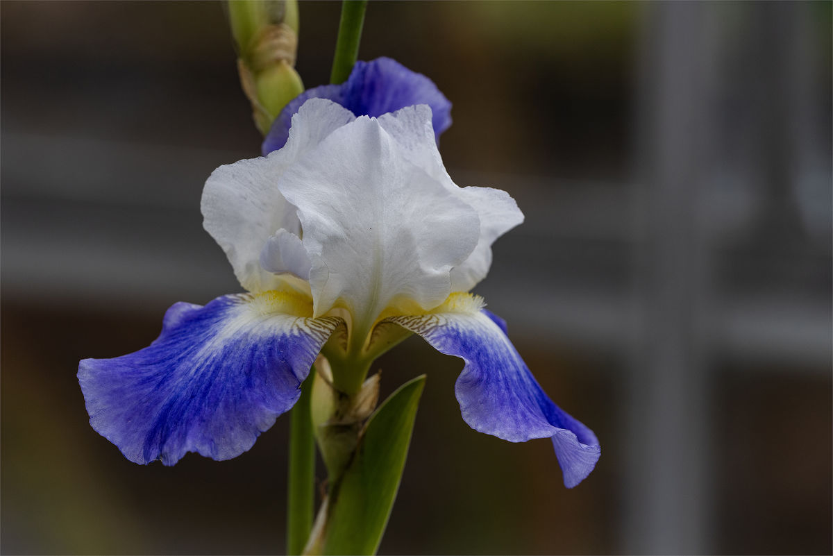 River Garden, The Restoration of Auchincruive