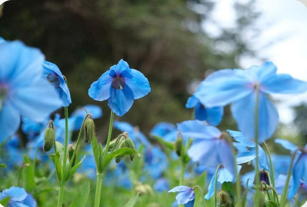 Glenburn's Walled Garden