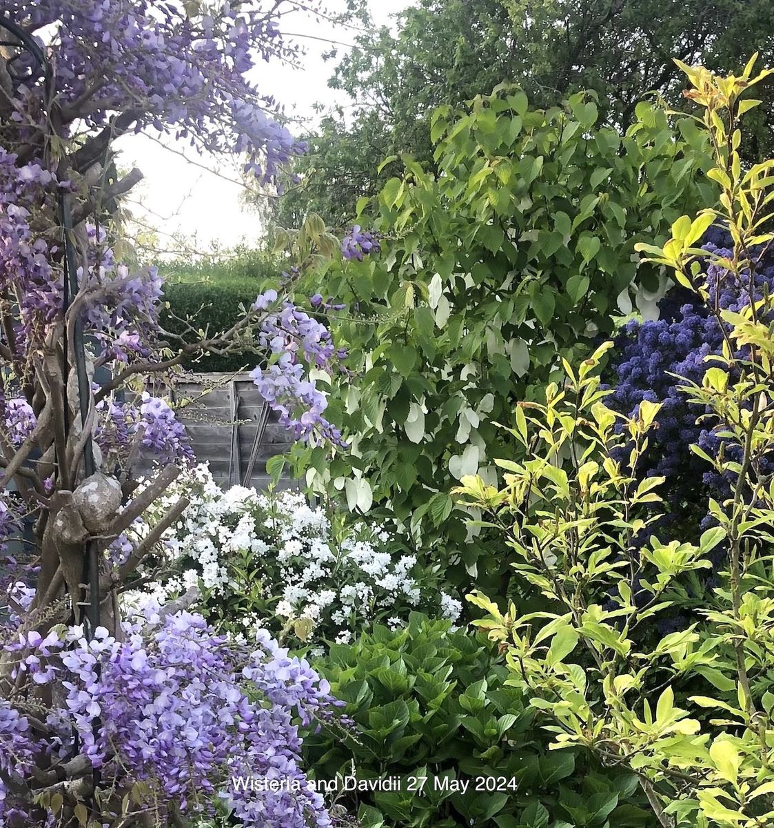 Wisteria and Davidii