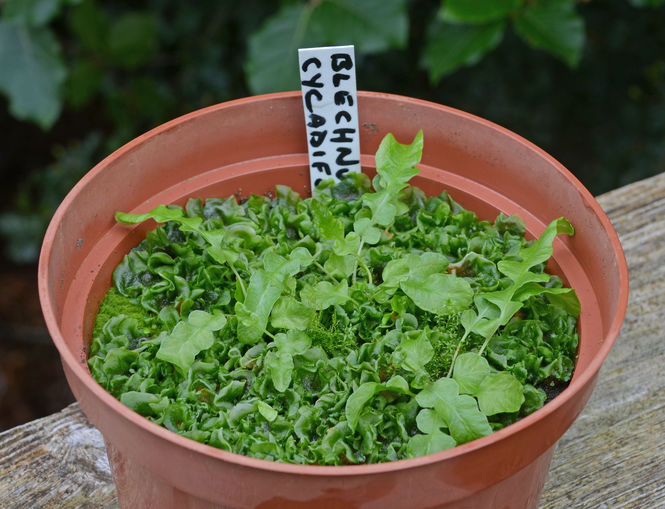 blechnum-cycadifolium.jpg ©Maurice Wilkins