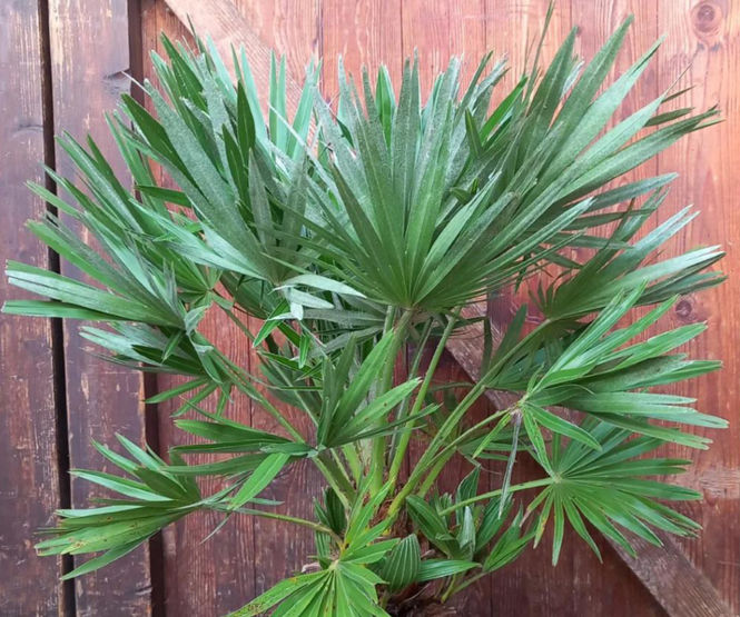 chamaerops-humilis-vulcano.jpg ©Maurice