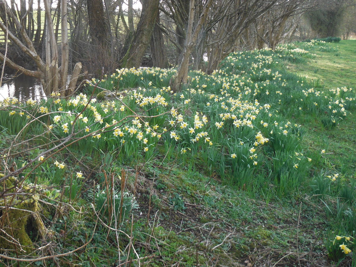 Wild daffodils at Newmill
