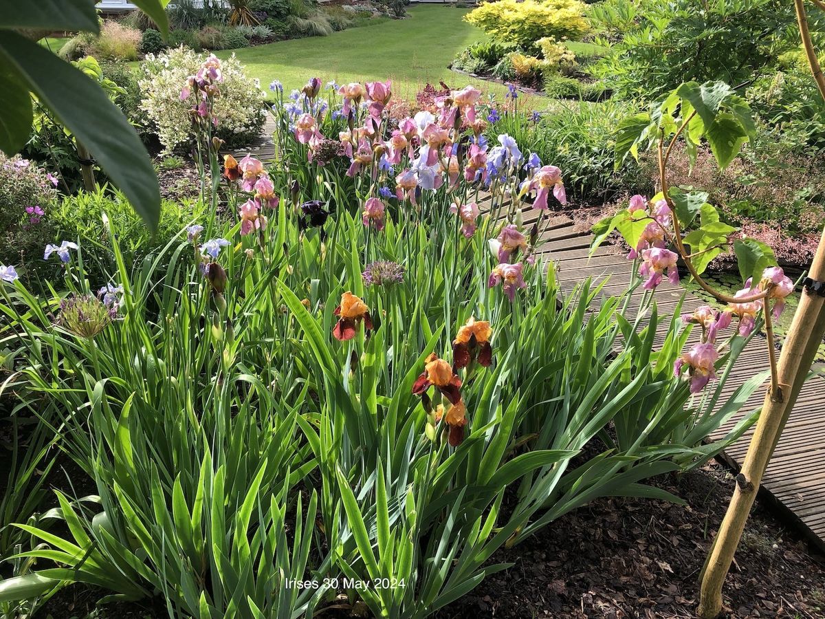 Irises