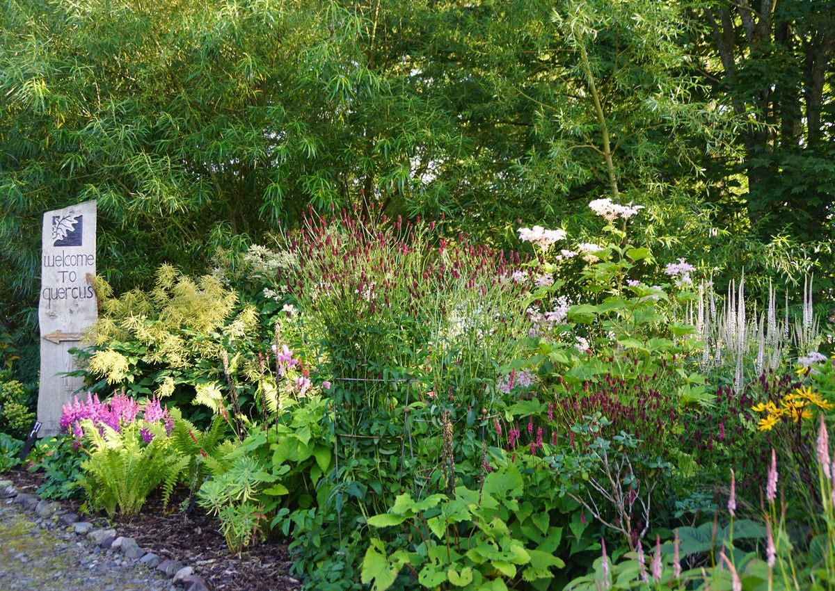 Quercus Garden Plants