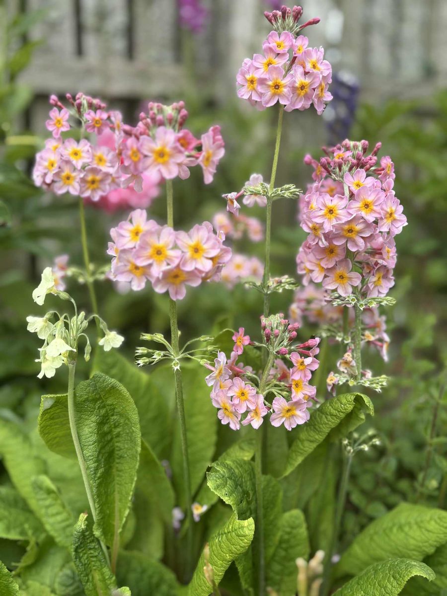 Fowlis Wester Open Gardens