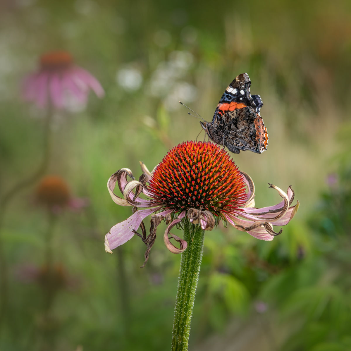 Garden With a View - Tigh Braigh, red admiral and echinacea