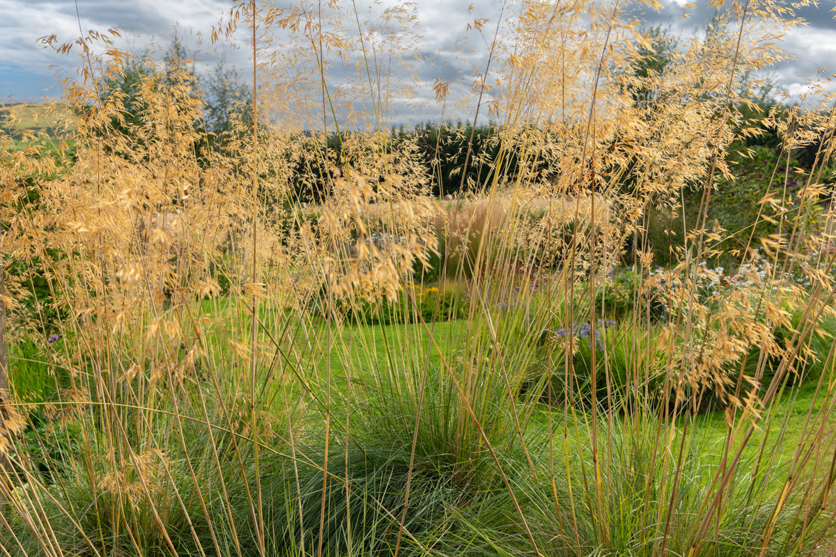 Garden With a View - Tigh Braigh, stipa gigantea