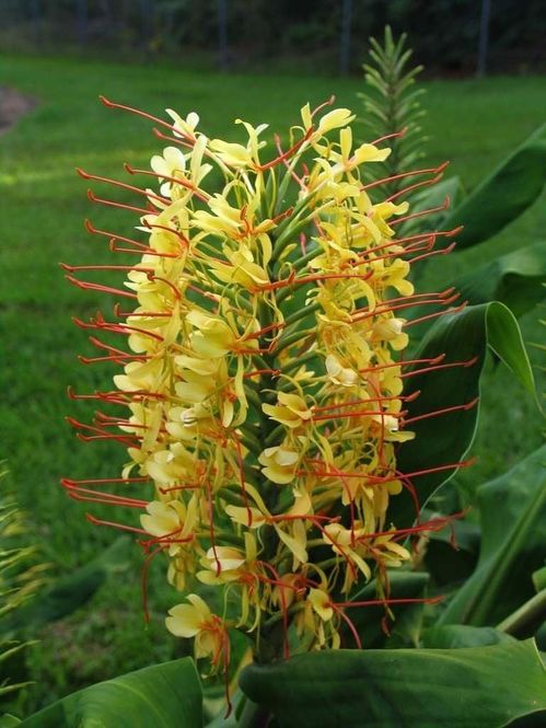 hedychium-gardnerianum.jpg