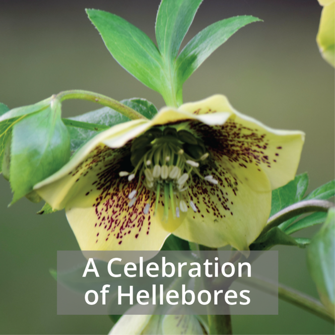 hellebores-2026.png
