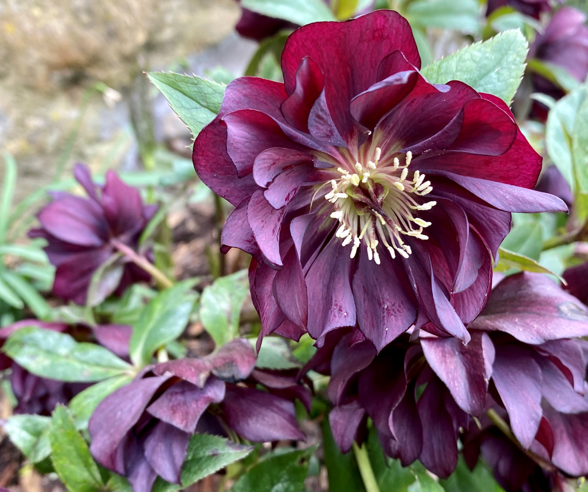 Millfield Garden Hellebore 