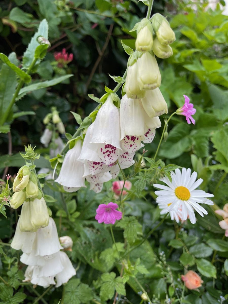 An Orkney Apothecary Garden