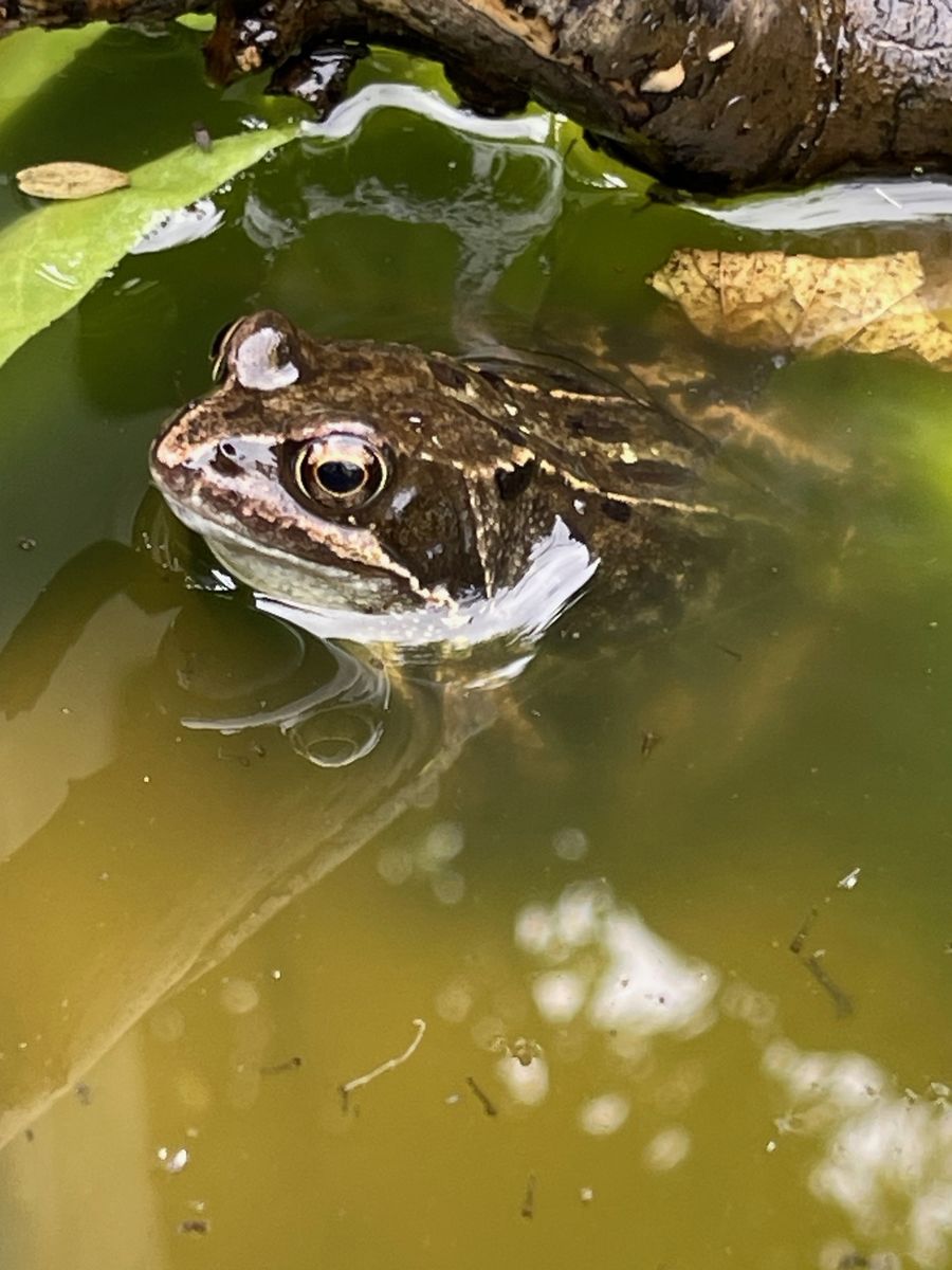 An Orkney Apothecary Garden