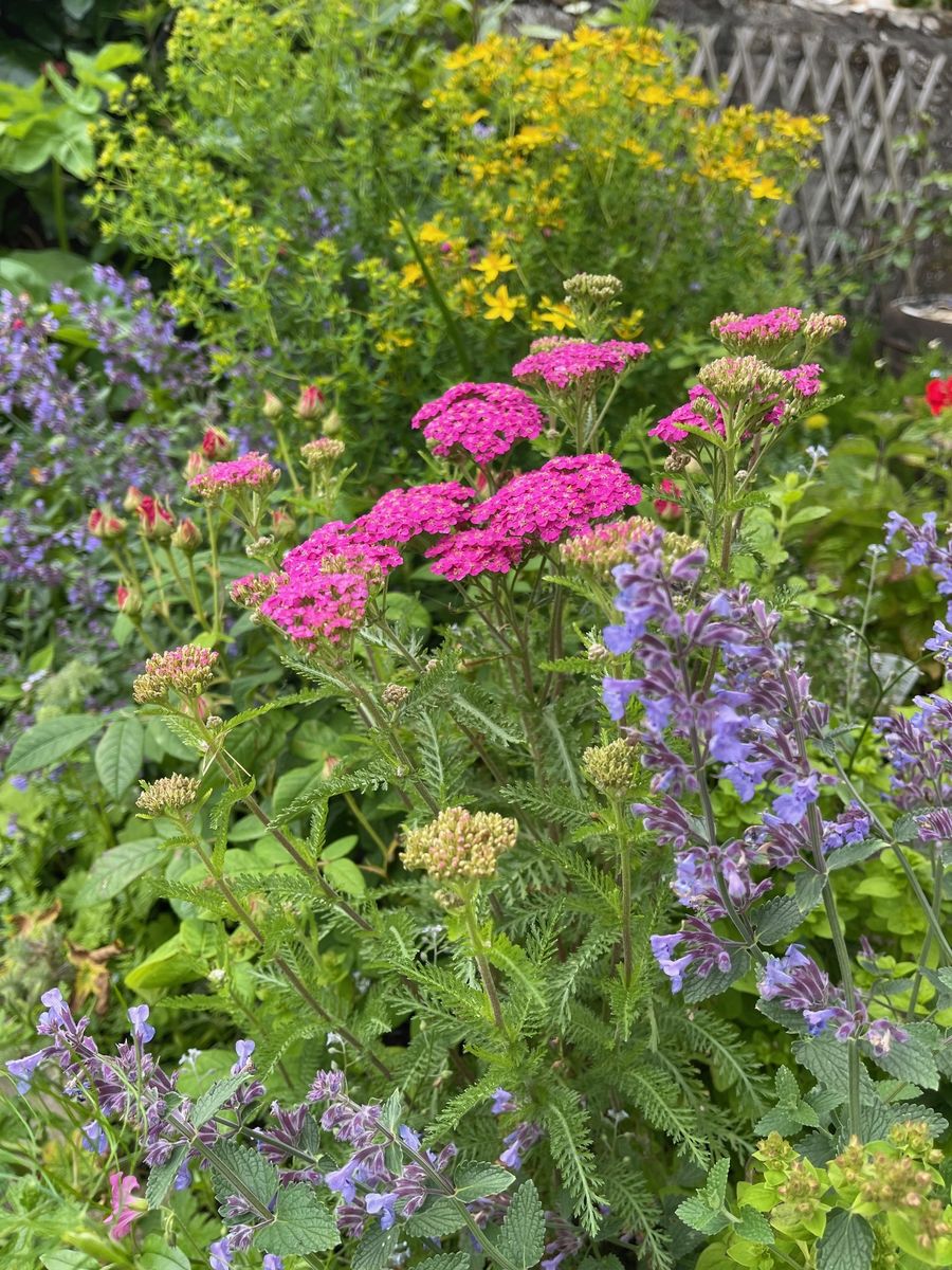 An Orkney Apothecary Garden