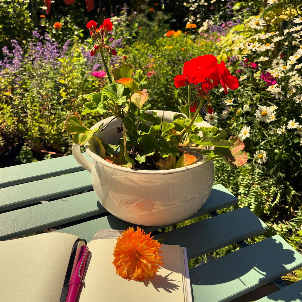 An Orkney Apothecary Garden