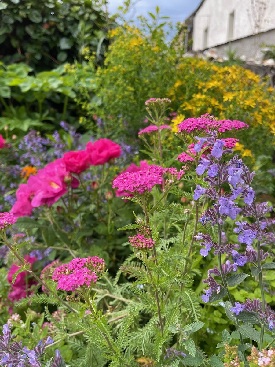 An Orkney Apothecary Garden