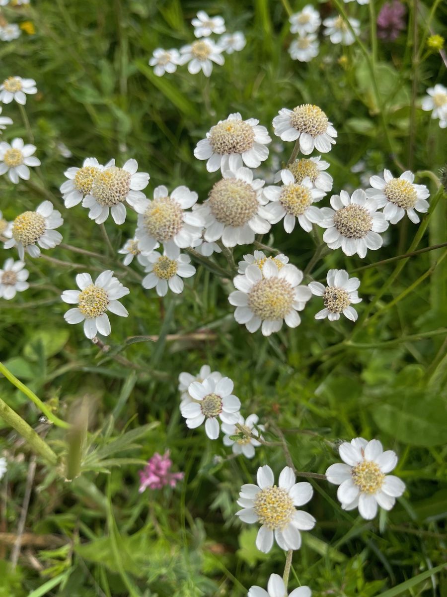An Orkney Apothecary Garden