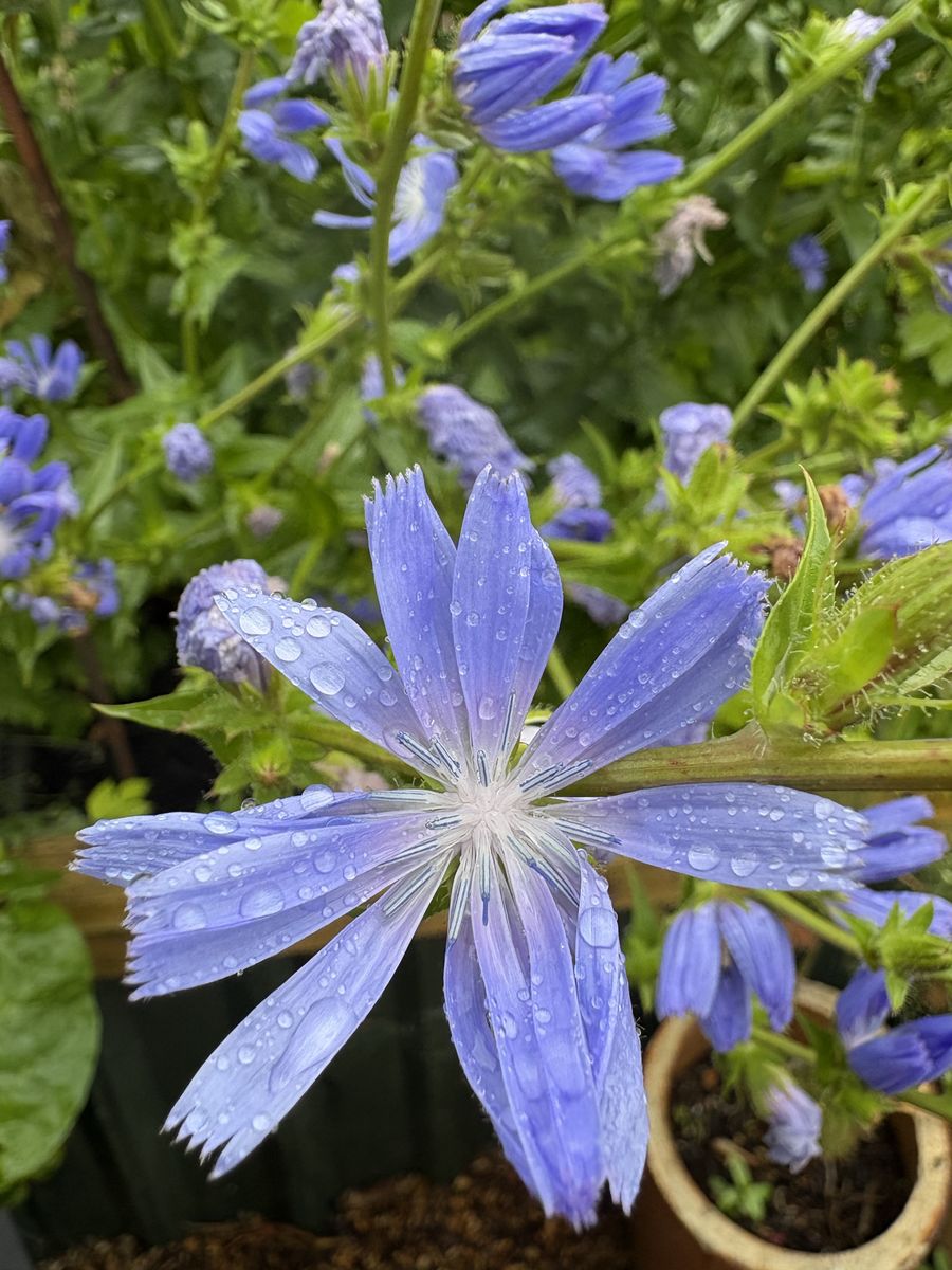 Dunoon Goes POP Drinks Garden