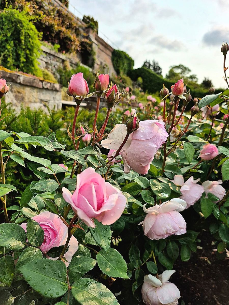 Monteviot Roses