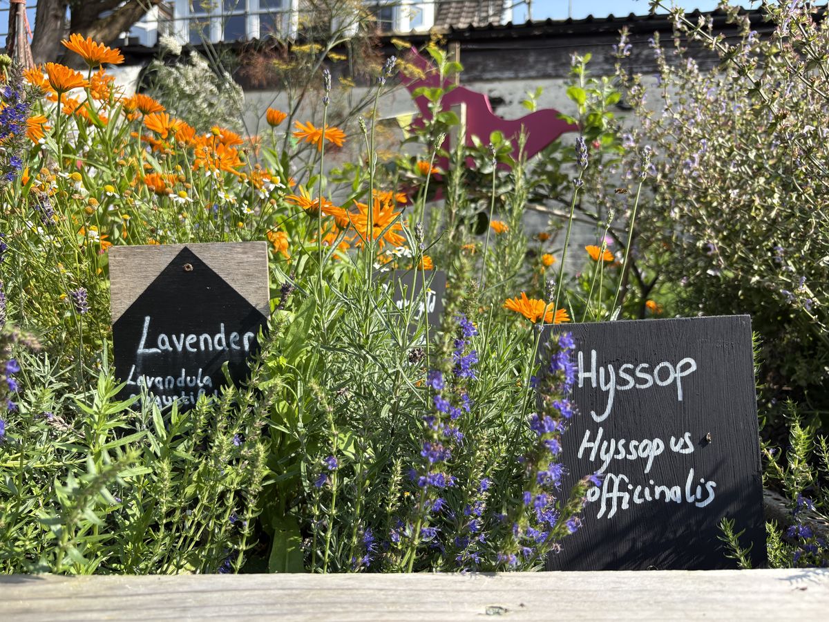 Dunoon Goes POP Drinks Garden