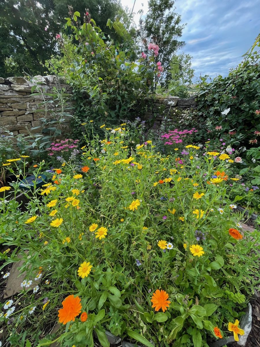 An Orkney Apothecary Garden