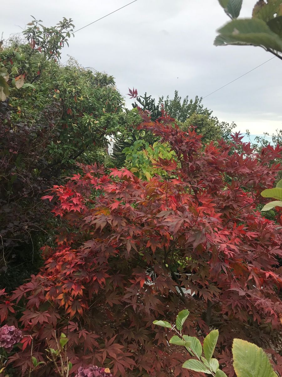 Pentland Crescent Gardens