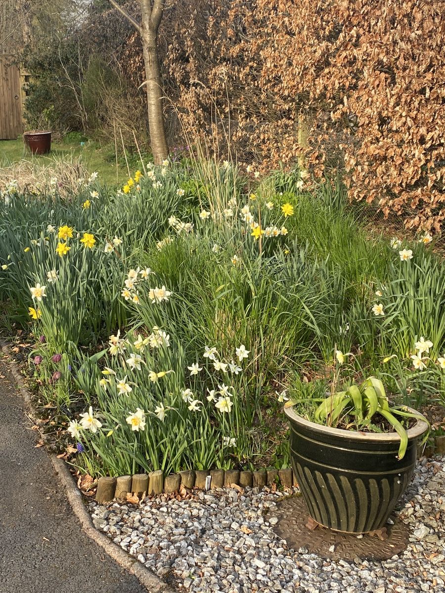 The House beside the Rowan